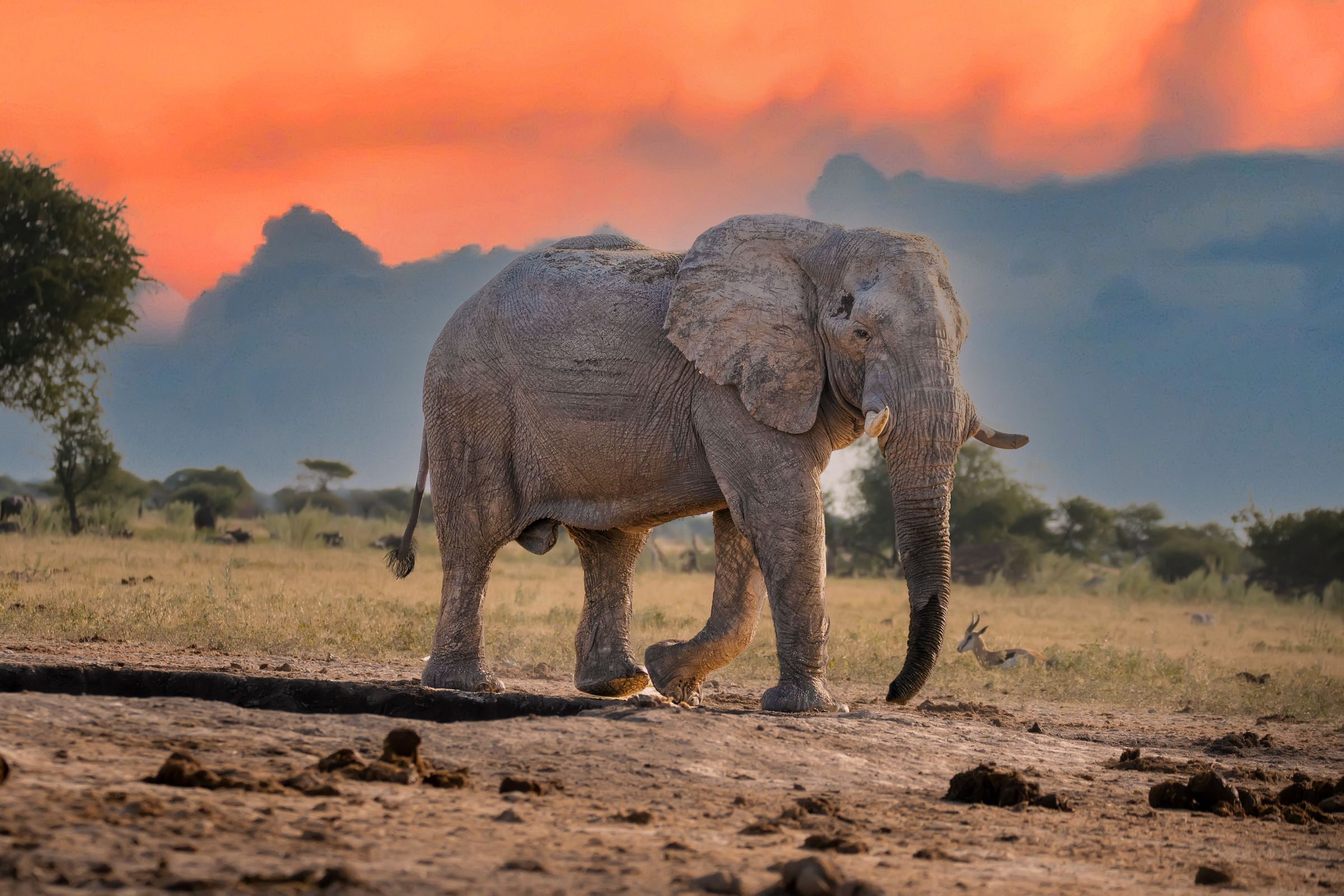 Elephant at sunset in Dinokeng Game Reserve
